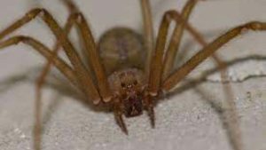 araña violinista