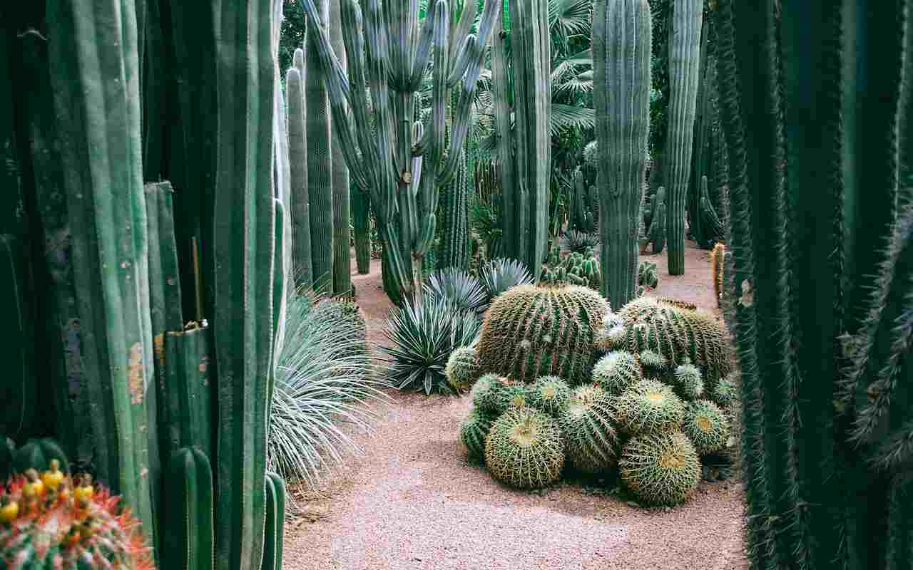 Jardín seco con cactus - Pexels