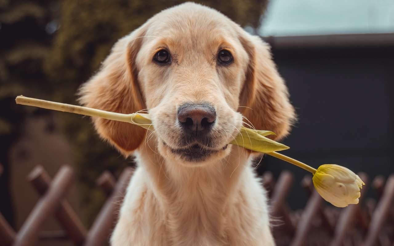 Perro con una flor - Unsplash